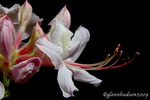 آزالیای ساحلی